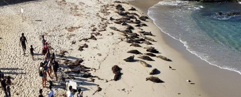 San Diego establishes sea lion sanctuary on La Jolla beaches